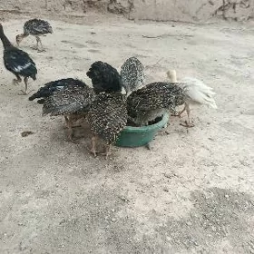 induk juyje