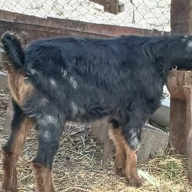 dog erkeç