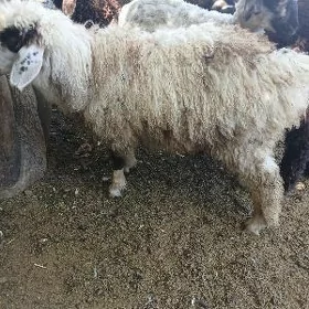 Tokli