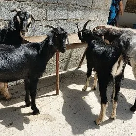 dog erkeç