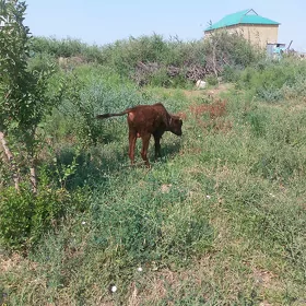okizce