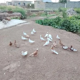 kepderi