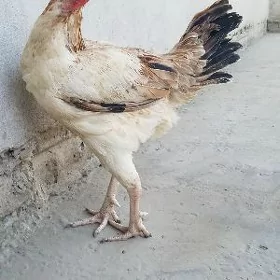 озбек меки