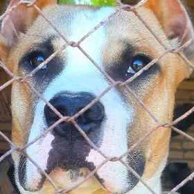 PITBULL