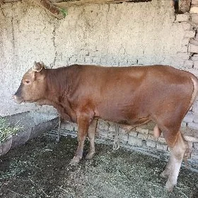 öküz