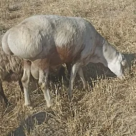 Arassa gysar goclar