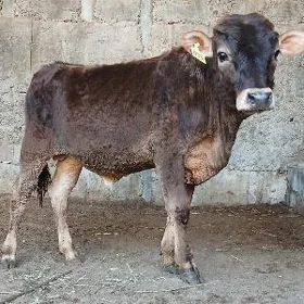 ŠWES OKUZ