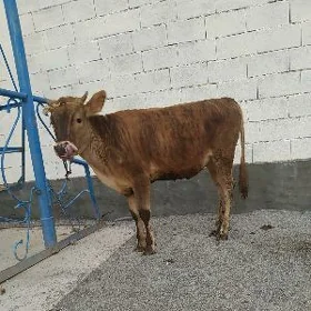tuwe