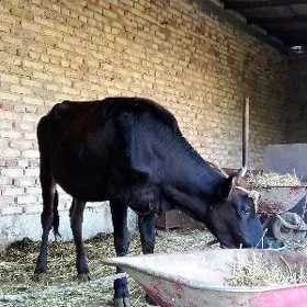 Gibrit Tüwe 1 ýaş 3 aýlyk