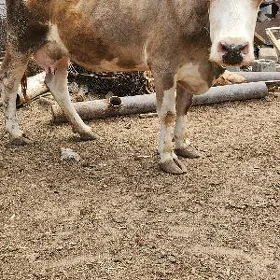 bogaz sygyr