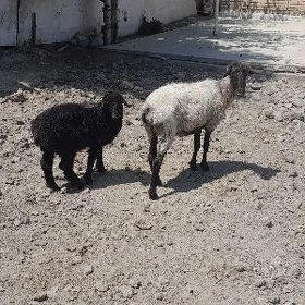 Guzyly Goýun