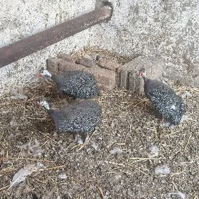 sisarka oy kakilik