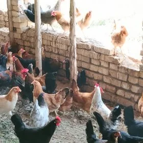 towuklar