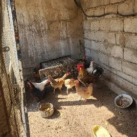 Türkmen towuk