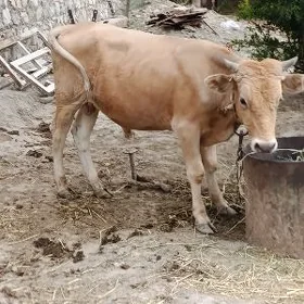 öküz