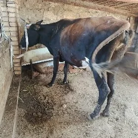 goleli sygyr