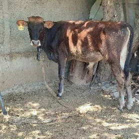 Öküz