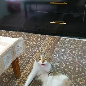 pişik