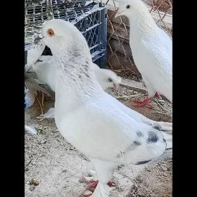 kepder