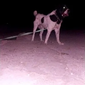garabas