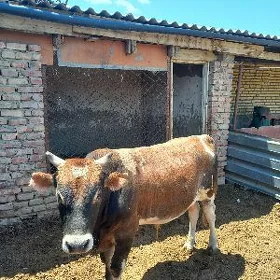 Öküz