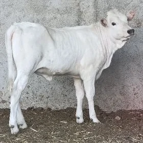 Arginal Tüwe