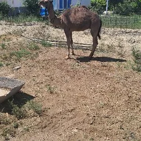 Ogşuk