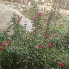 isçi gyyz gelin
