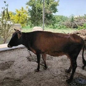 Goleli sygyr