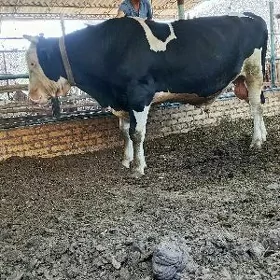 Arasa Gara ala