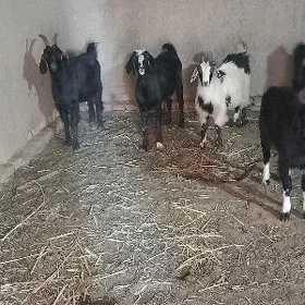 Bakylan ğeçiler Çebişler.