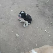 güjijekler
