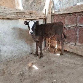 Göle