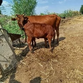 saglyk sygyr