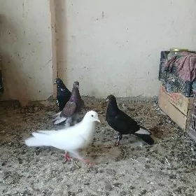 kepderi