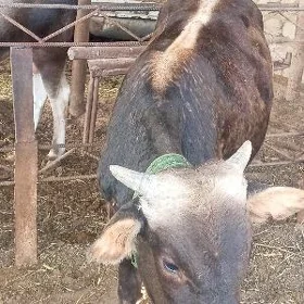 Öküz