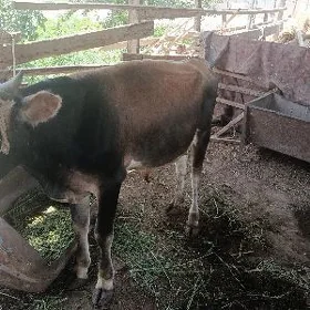 Öküz