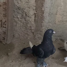 kepderi