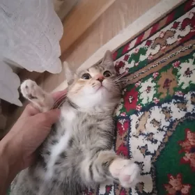полупородистый котенок