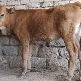 ŞWES OKÜZ ARASSA TOHUM