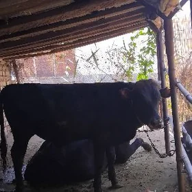 öküz