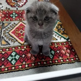 Котята шотландские