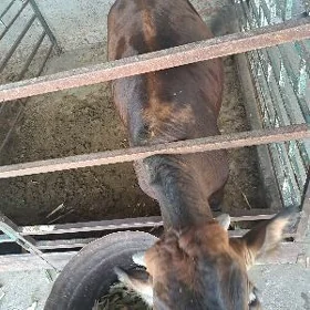 tuwe gulajyn