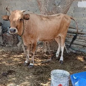 Gysyr sygyr