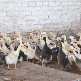 ordek gak
