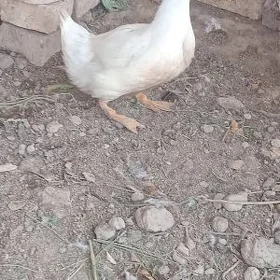 SATLIK