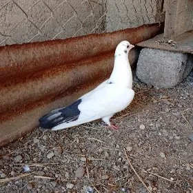kepderi