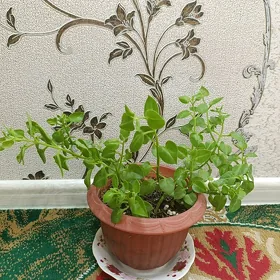 gül