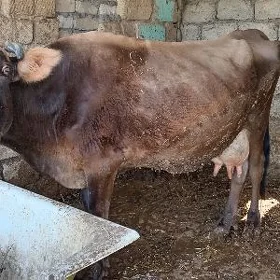 Goleli sygyr