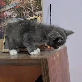 котята